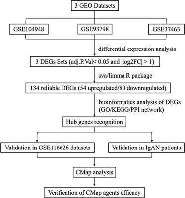 Identification of Hub Genes and Therapeutic Agents for IgA Nephropathy Through Bioinformatics Analysis and Experimental Validation